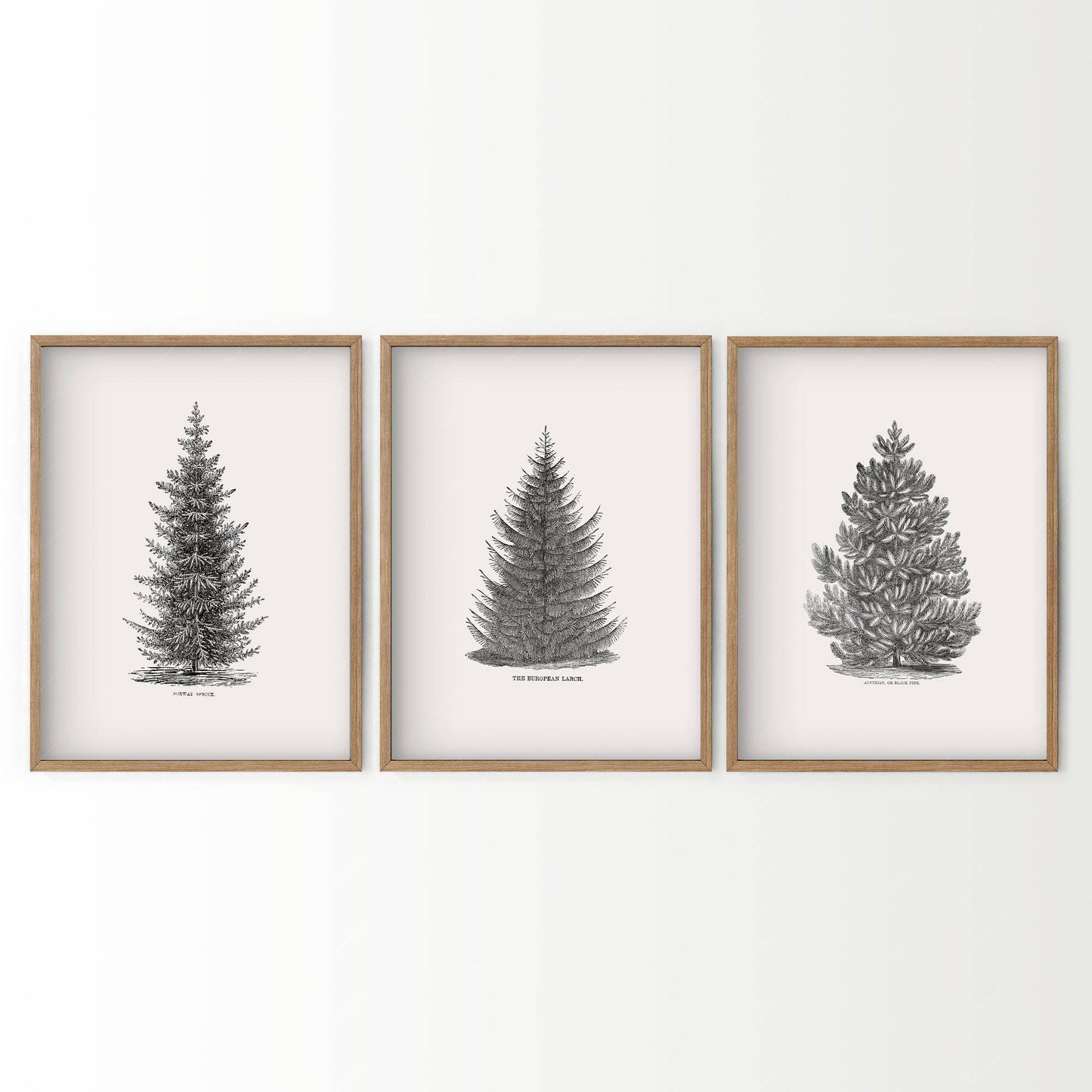Norway Spruce Trees Wall Art, Set of 3 Prints