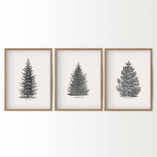 Norway Spruce Trees Wall Art, Set of 3 Prints