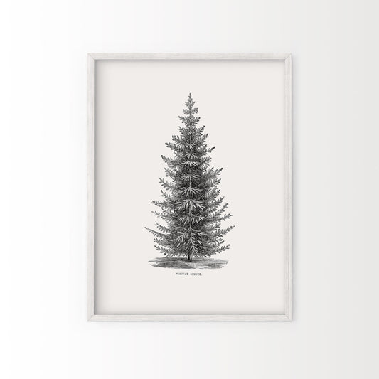 Norway spruce tree, Botanical Print, Forest Poster