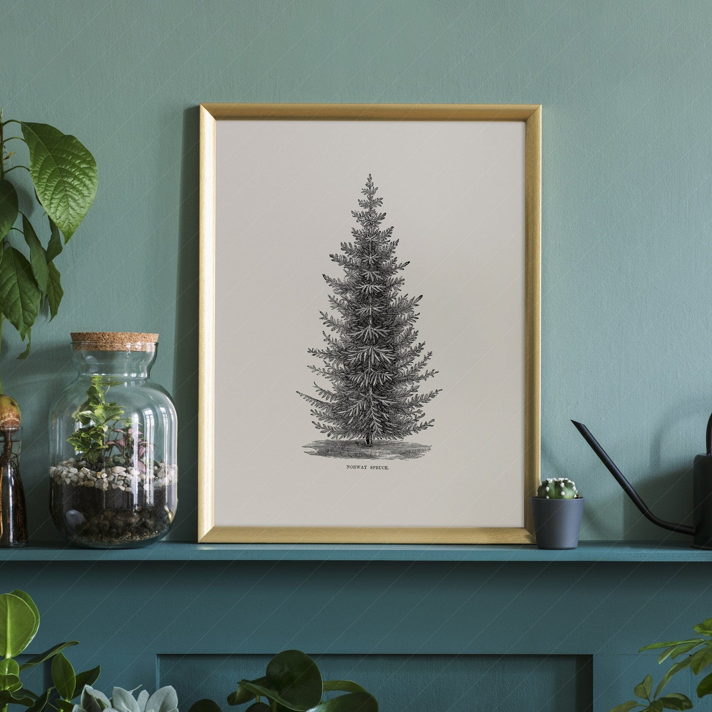 Norway spruce tree, Botanical Print, Forest Poster