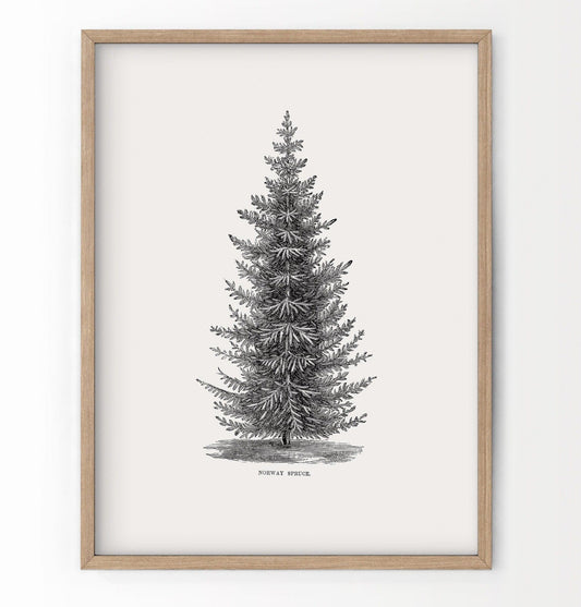 Norway spruce tree, Botanical Print, Forest Poster