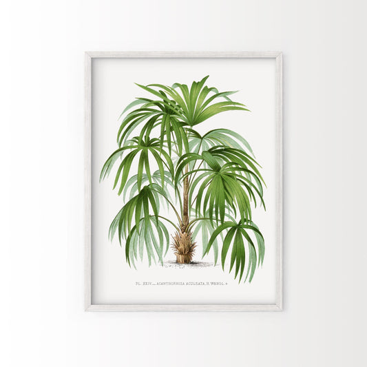 Palm Tree Vintage Poster, Botanical Wall Art, Antique Coastal Wall Art
