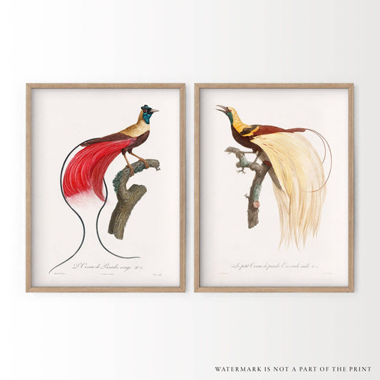 Set of Two Prints, Vintage birds wall art, Botanical Poster