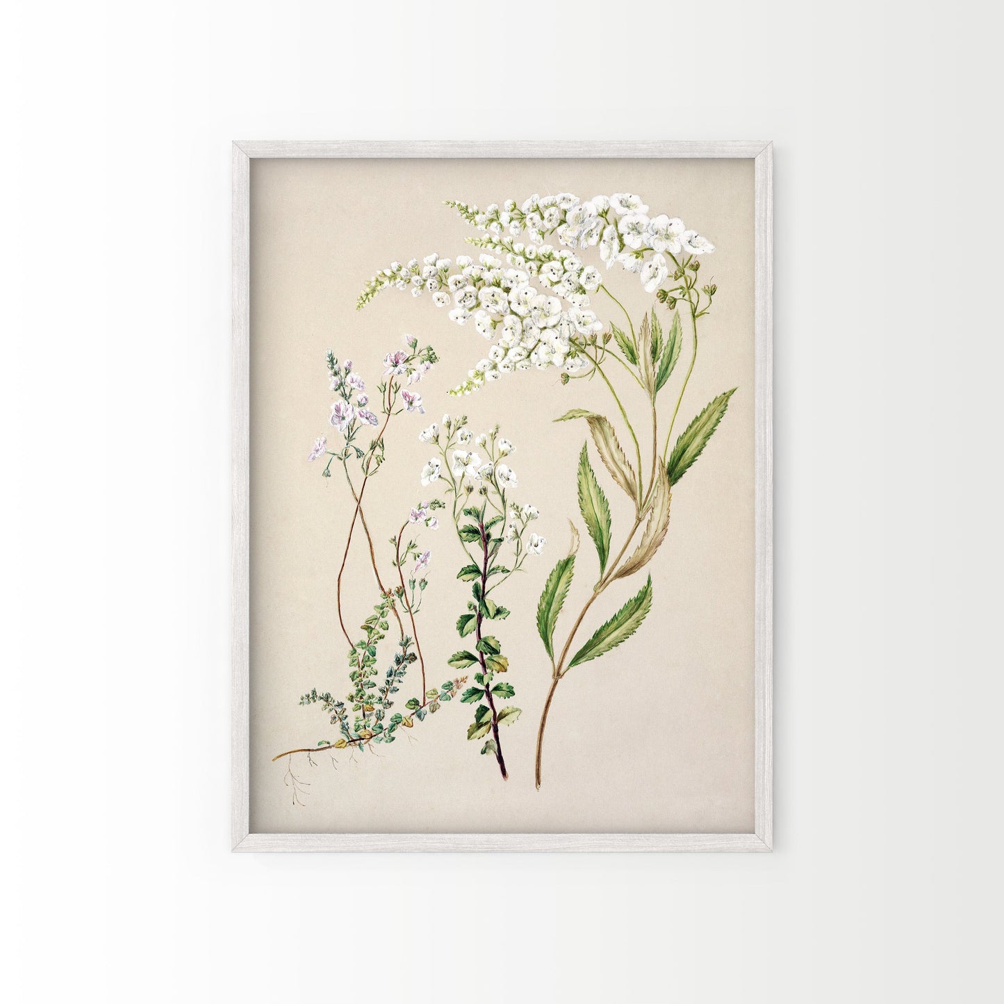Vintage Floral Print, Botanical Wall Art