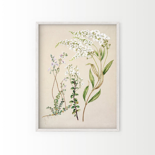 Vintage Floral Print, Botanical Wall Art