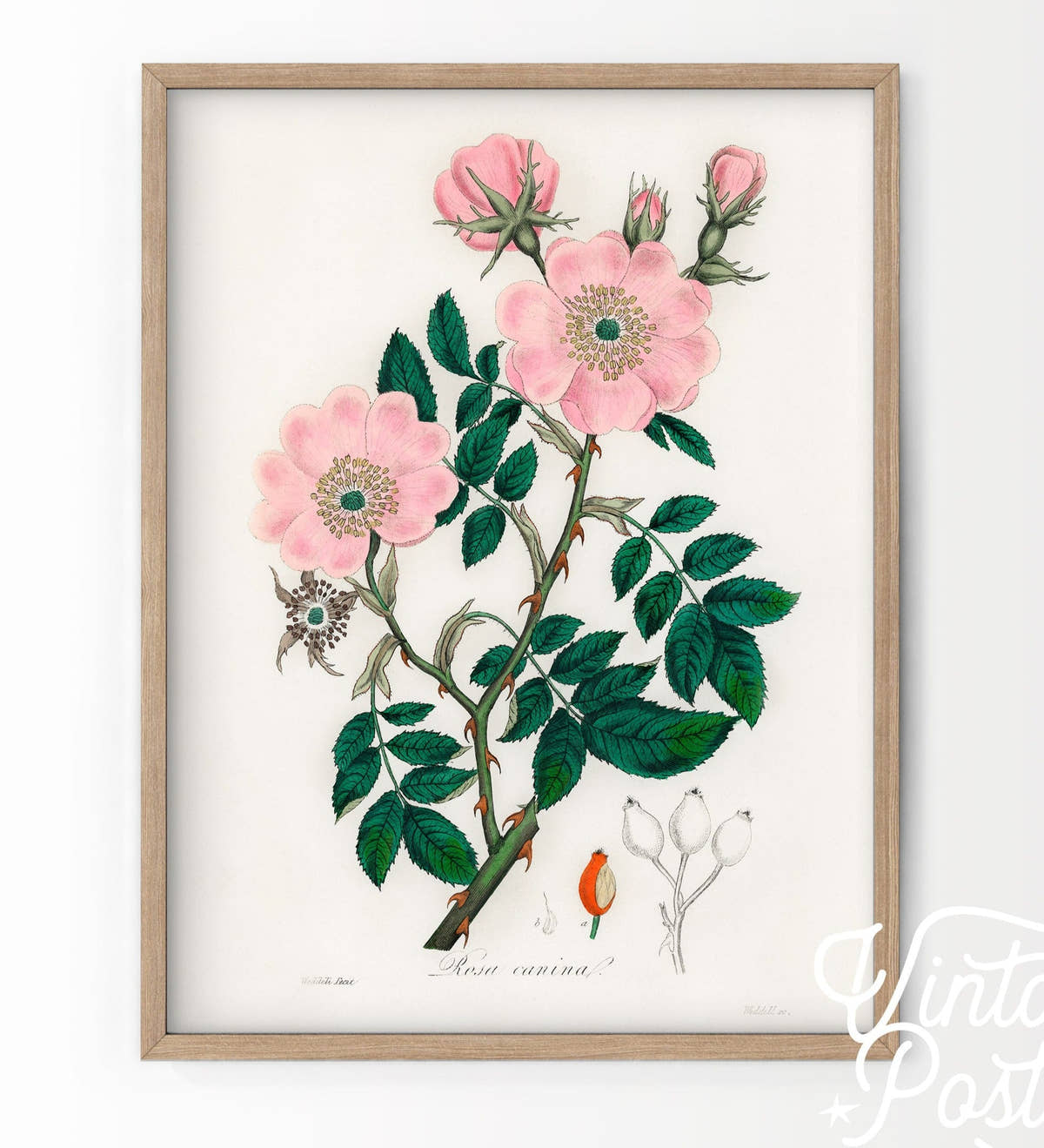 Vintage Flower Print, Botanical Wall Art 48