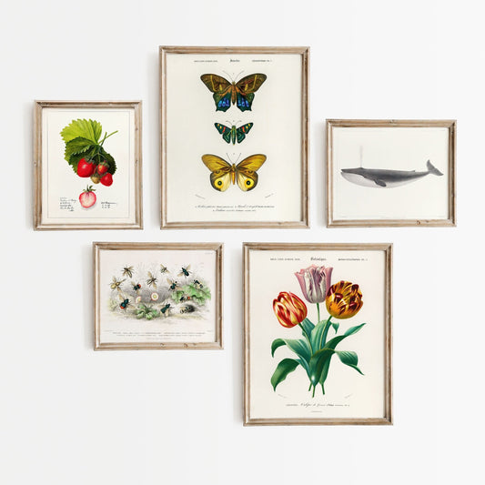 Vintage Gallery Wall, Antique Flower Print, Butterfly Art, Farmhouse Gallery, Strawberry Poster, 5 Prints, 3 in 8 x10", 2 in 11x 14" size