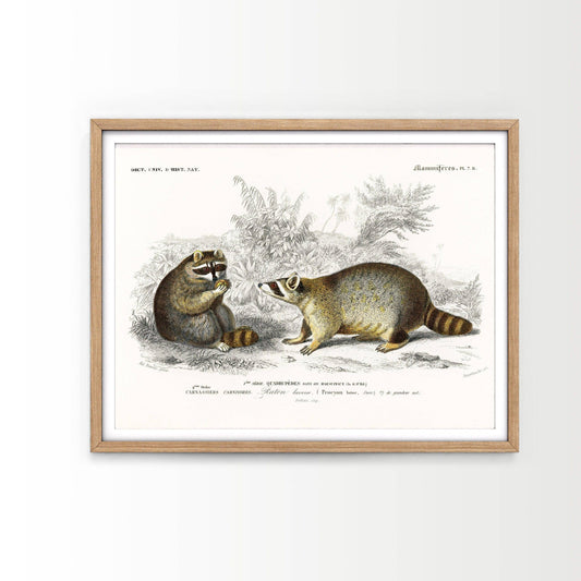 Vintage Natural History illustrations, Raccoon Wall Art, Vintage Animal Print, Animal Print, Nursery Animals, Gift Idea, 1892