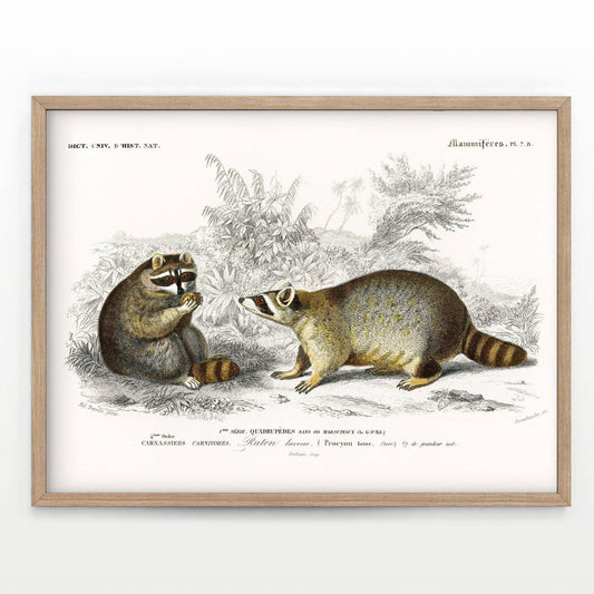 Vintage Natural History illustrations, Raccoon Wall Art, Vintage Animal Print, Animal Print, Nursery Animals, Gift Idea, 1892