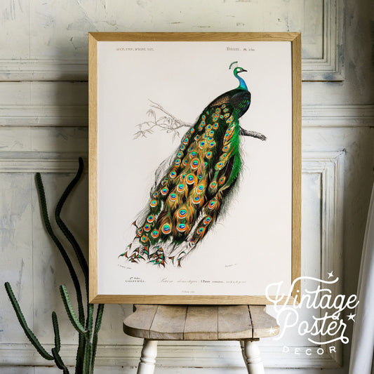 Vintage Peacock Print, Antique Birds Painting