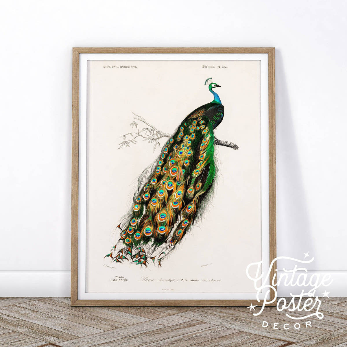 Vintage Peacock Print, Antique Birds Painting