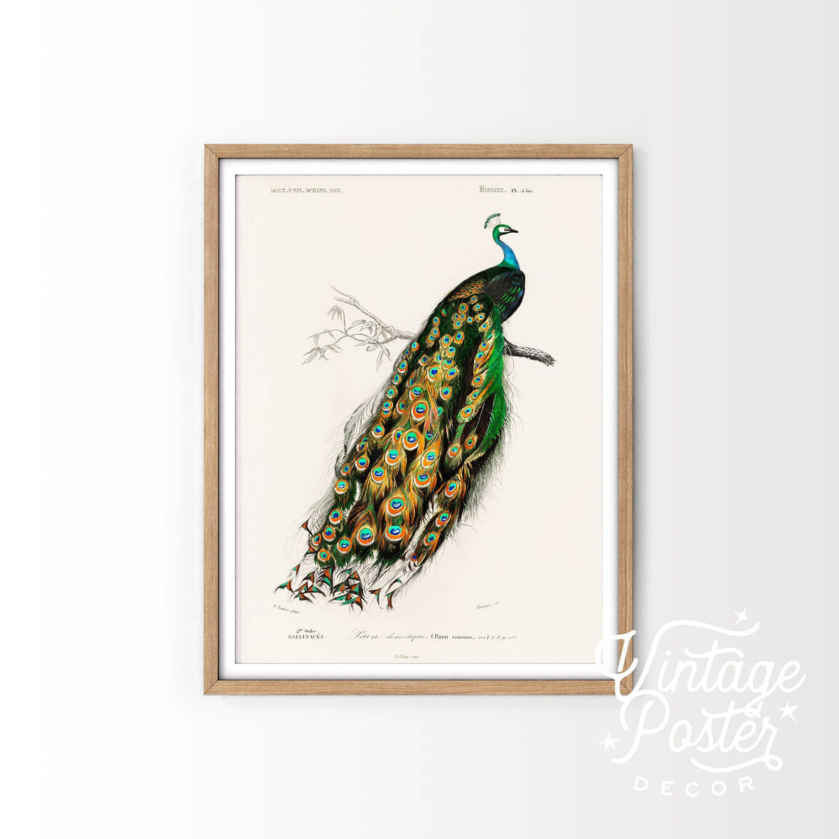 Vintage Peacock Print, Antique Birds Painting