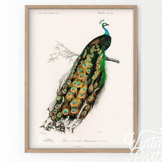 Vintage Peacock Print, Antique Birds Painting