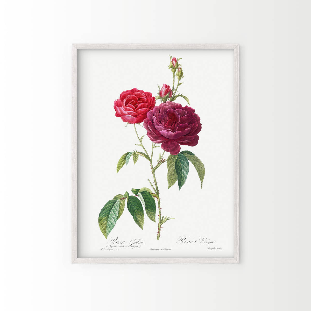 Vintage Roses Flower Print, Botanical Wall Art 04