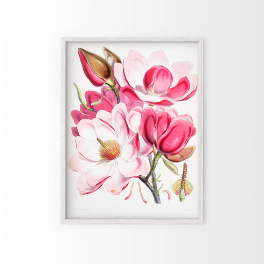 Vintage Roses Flower Print, Botanical Wall Art 06