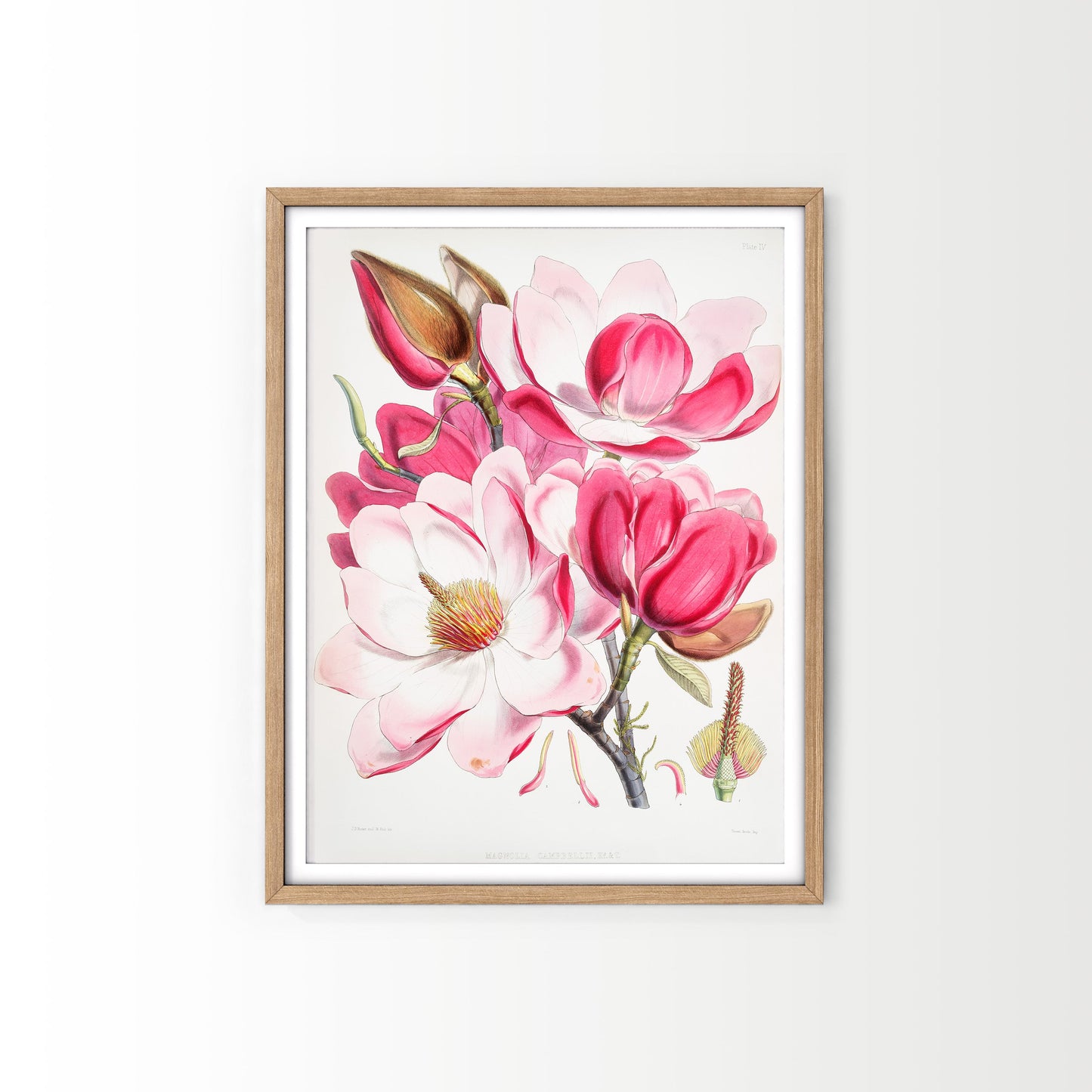 Vintage Roses Flower Print, Botanical Wall Art 06