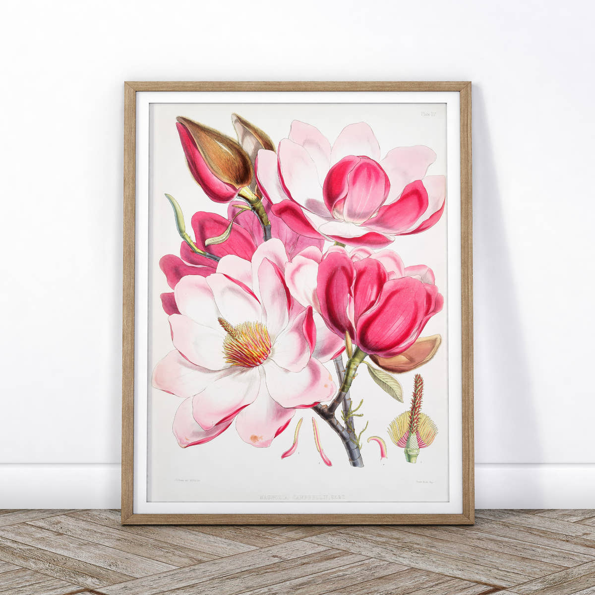 Vintage Roses Flower Print, Botanical Wall Art 06