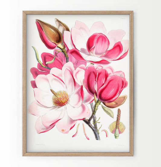 Vintage Roses Flower Print, Botanical Wall Art 06