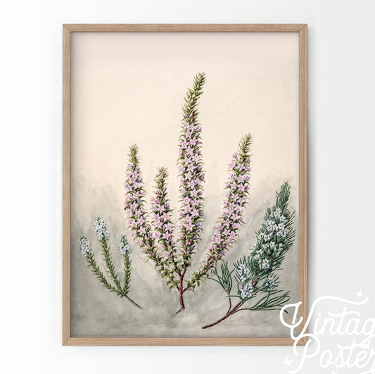 Vintage Roses Flower Print, Botanical Wall Art 23