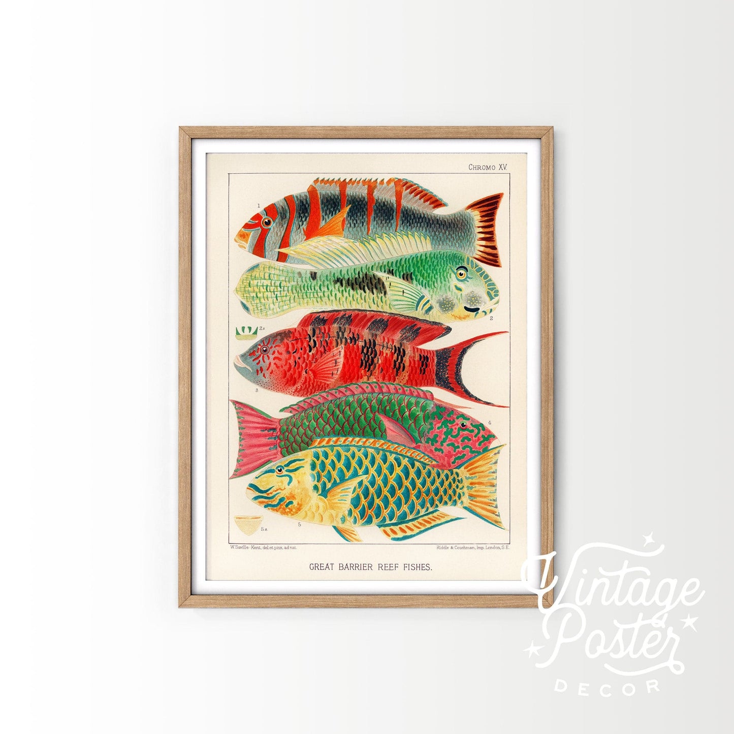 Vintage Under the Sea Poster, Coastal Wall Art, Fish Print