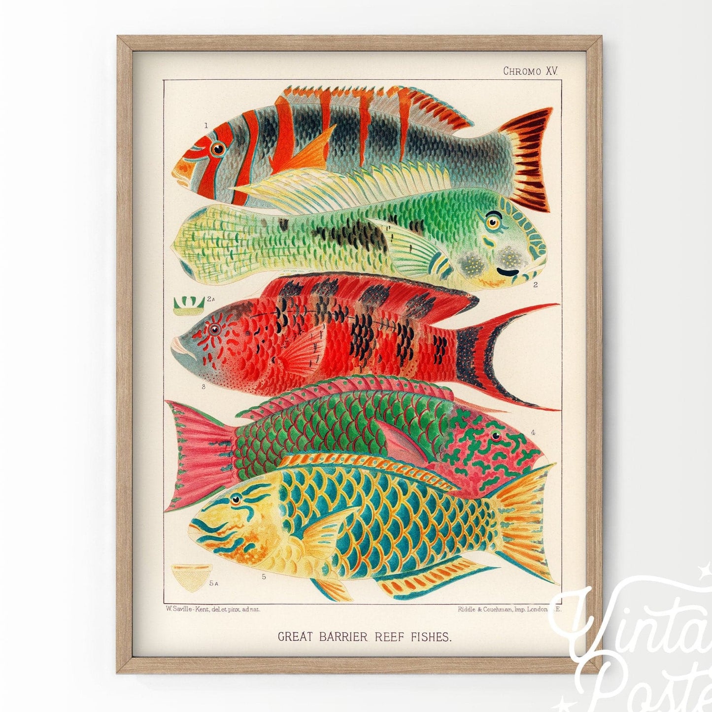 Vintage Under the Sea Poster, Coastal Wall Art, Fish Print