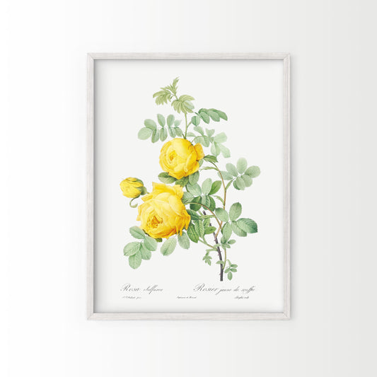 Vintage Yellow Roses Flower Print, Botanical Wall Art 03