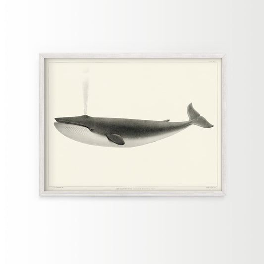 Whale wall art, Vintage Nautical Wall decor