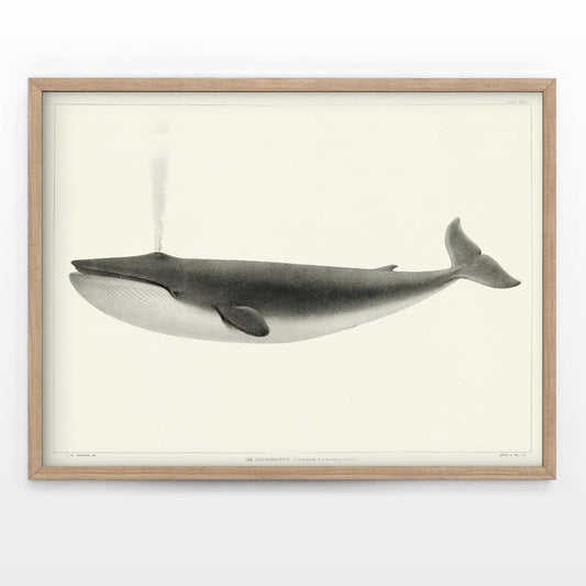 Whale wall art, Vintage Nautical Wall decor