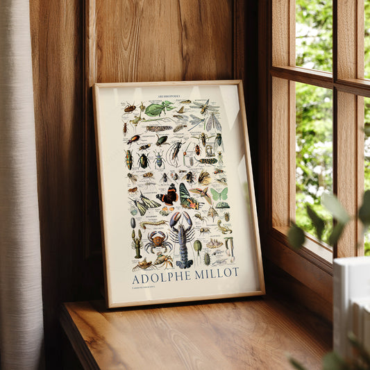 Adolphe Millot Arthropodes Print – Vintage Scientific Illustration Poster – 12-01 — artwork preview 7