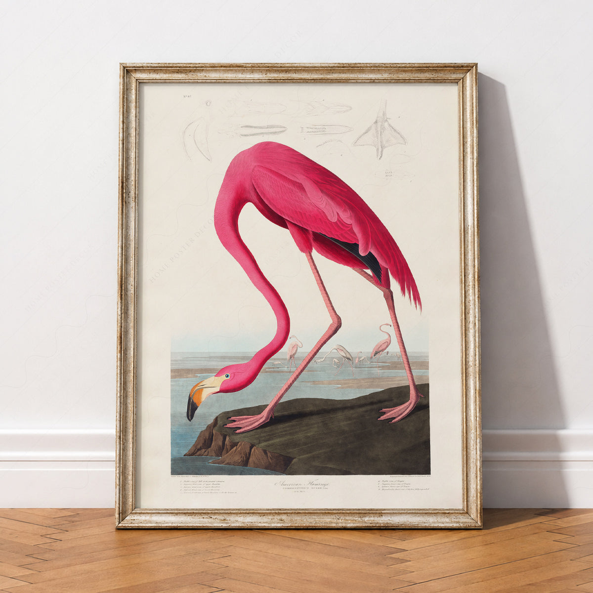 John James Audubon American Flamingo Print – Vintage Bird Wall Art – 02-02 — artwork preview 2