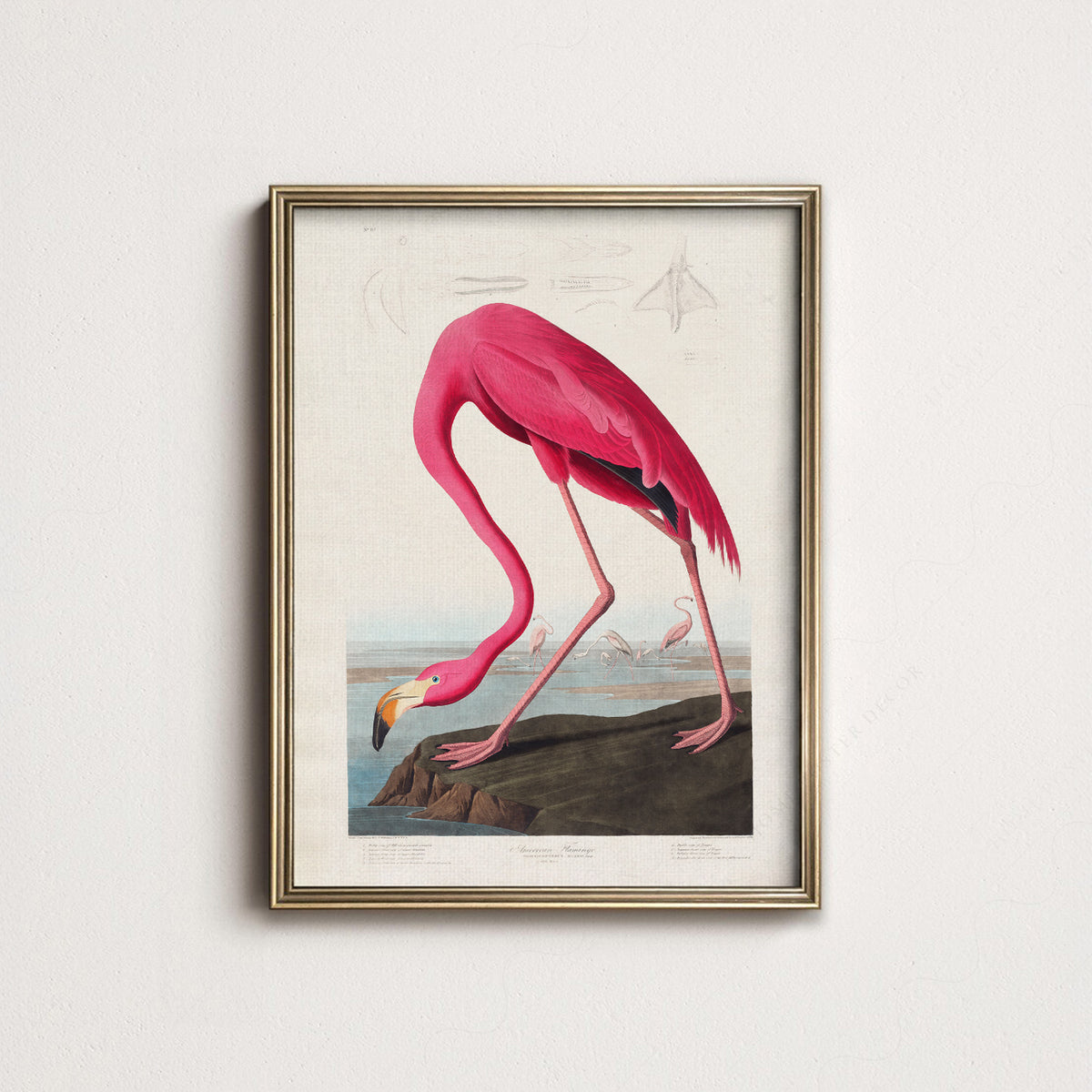 John James Audubon American Flamingo Print – Vintage Bird Wall Art – 02-02 — artwork preview 14