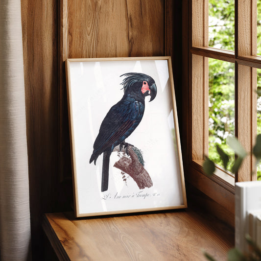 Black Palm Cockatoo Vintage Bird Print – Natural History Wall Art Poster – 02-13 — artwork preview 7