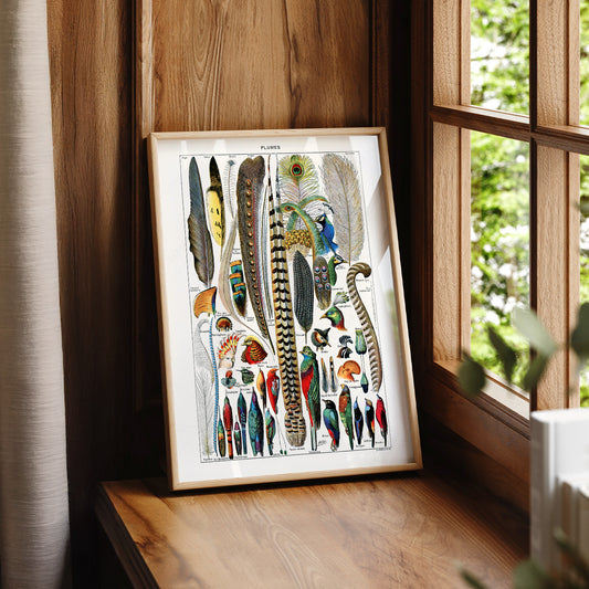 Adolphe Millot Plumes Feathers Print – Vintage Natural History Wall Art – 05-04 — artwork preview 7