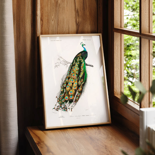 Vintage Peacock Print – Antique Natural History Bird Illustration Wall Art – 02-06 — artwork preview 7