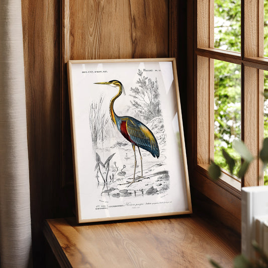 Vintage Purple Heron Print – Antique Bird Illustration Wall Art Poster – 02-03 — artwork preview 7
