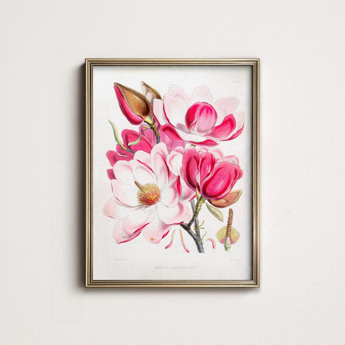 Vintage Magnolia Botanical Print – Pink Floral Wall Art Poster – 04-06 — artwork preview 14