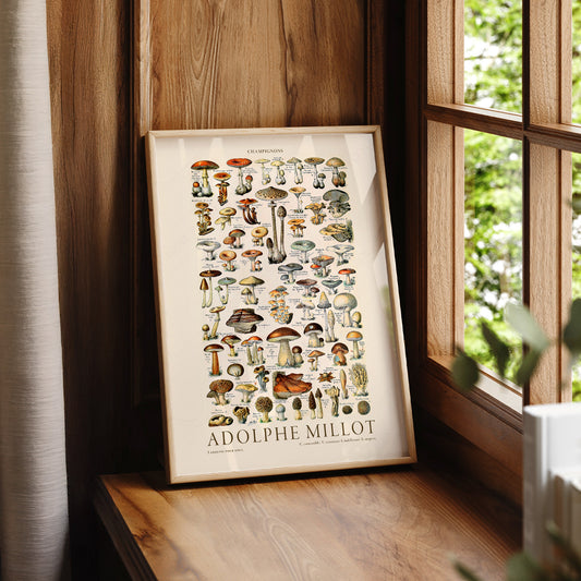 Adolphe Millot Champignons Mushroom Print – Vintage Botanical Poster – 12-01 — artwork preview 7