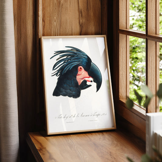 Jacques Barraband Black Cockatoo Print – Vintage Bird Wall Art Poster – 02-15 — artwork preview 7