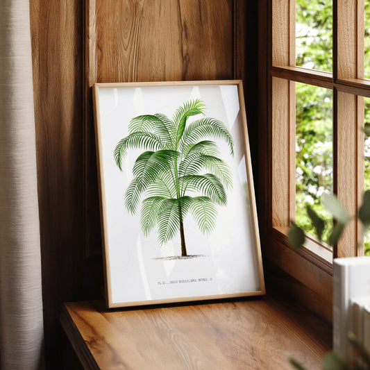 Vintage Palm Tree Botanical Print – Cocos Weddeliana Tropical Wall Art – 33-02 — artwork preview 7