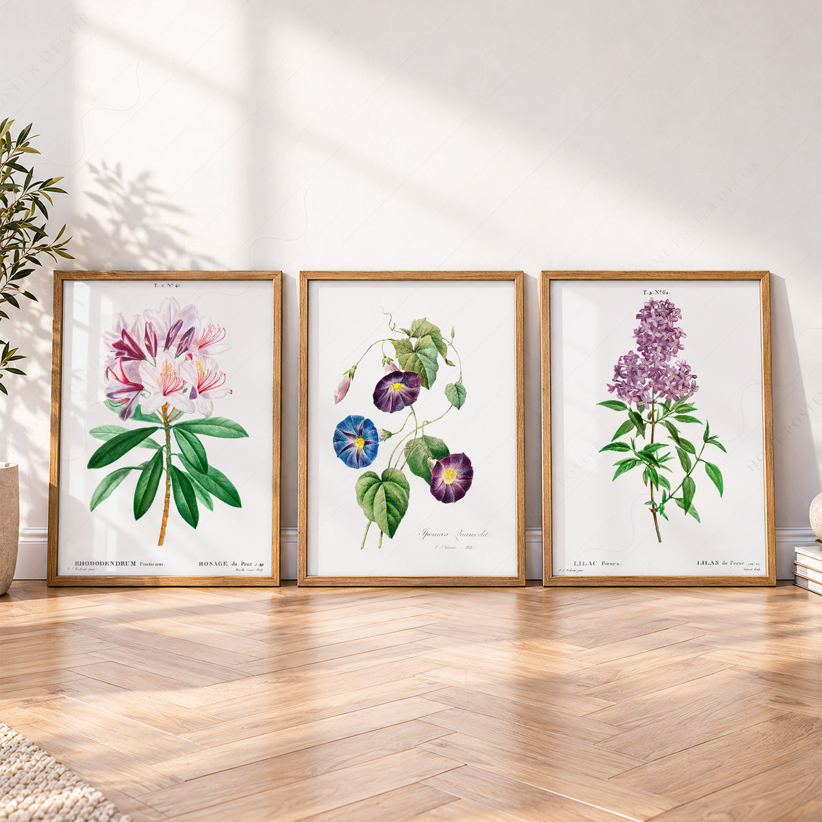 Vintage Botanical Print Set of 3 – Antique Floral Wall Art Posters – 0-08 — artwork preview 4