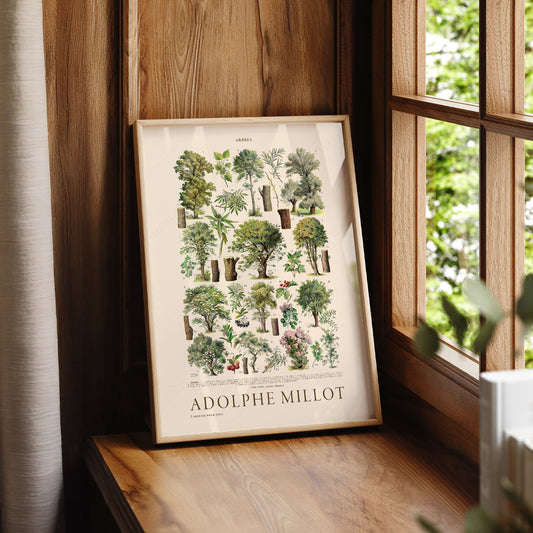 Adolphe Millot Arbres Trees Print – Vintage Botanical Wall Art Poster – 12-01 — artwork preview 7