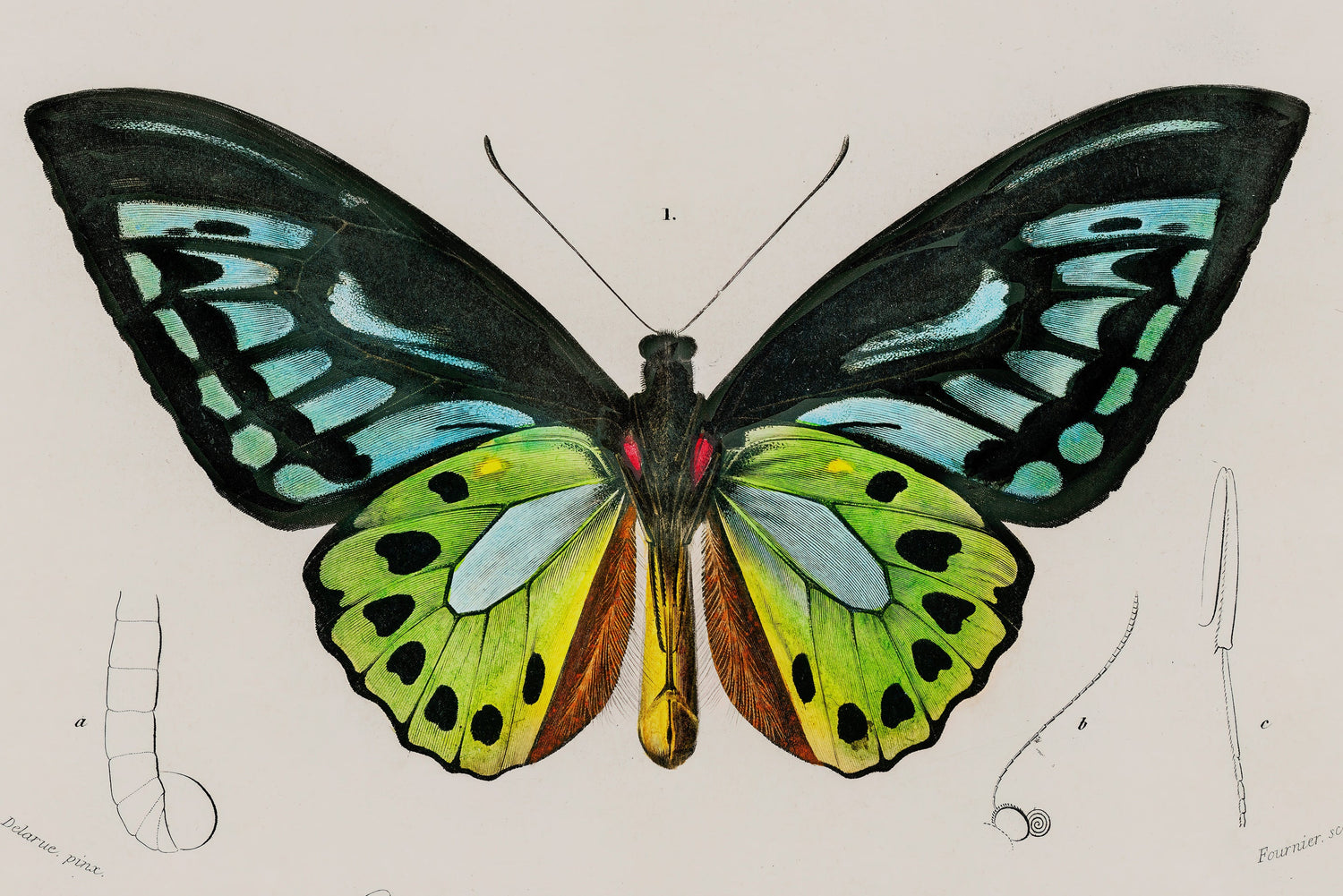 Birds and Butterfly-posters-prints-Home Poster Decor