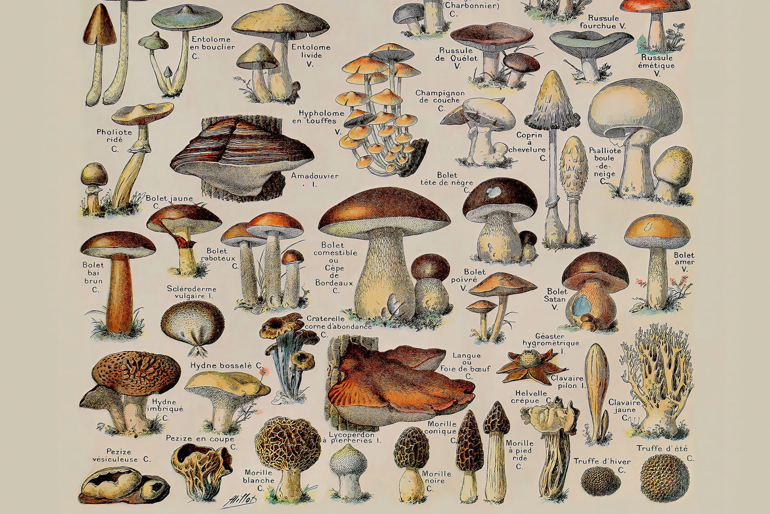 Adolphe Millot-posters-prints-Home Poster Decor