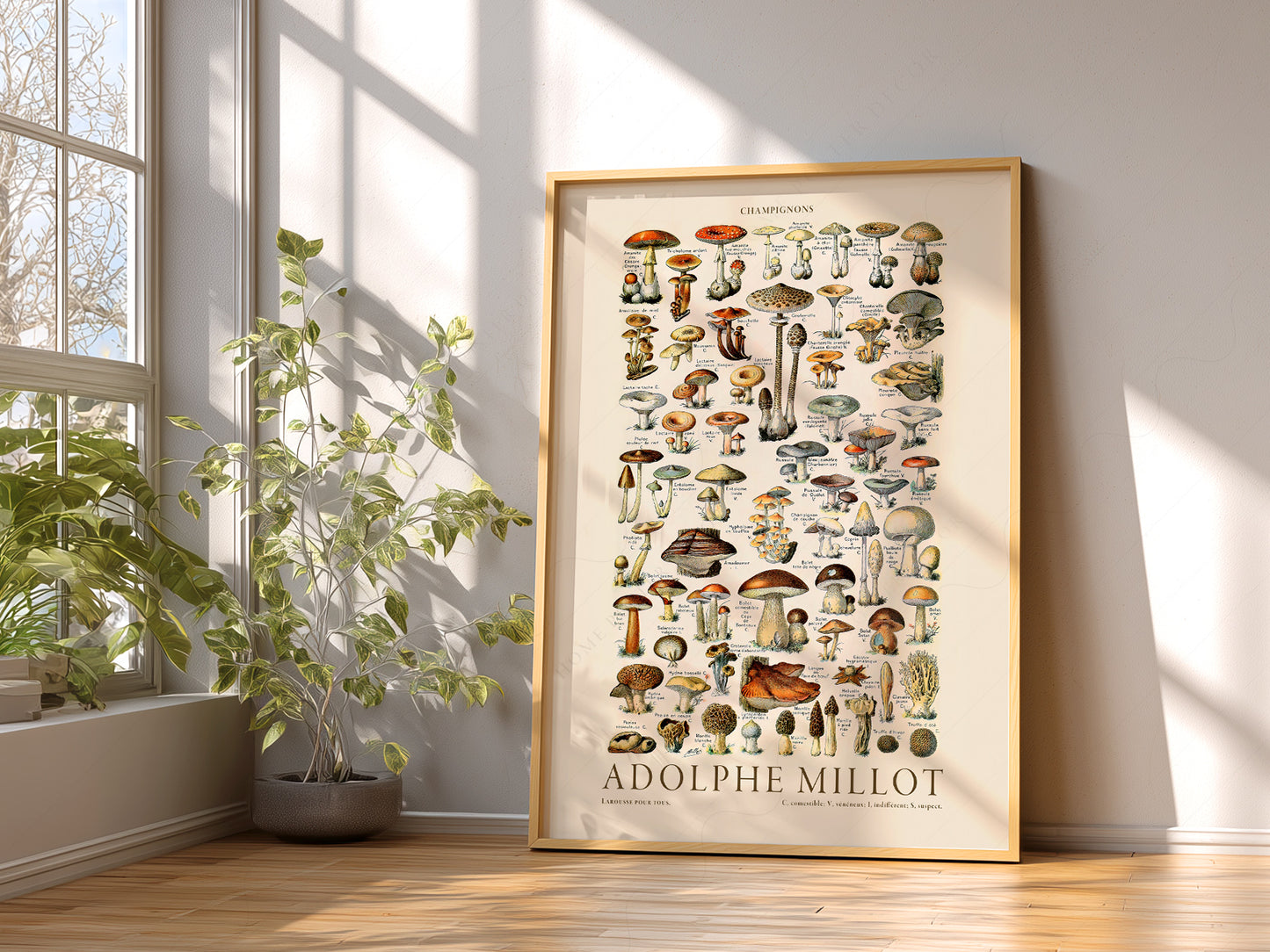 Adolphe Millot Poster, Vintage Mushrooms Champignons Print