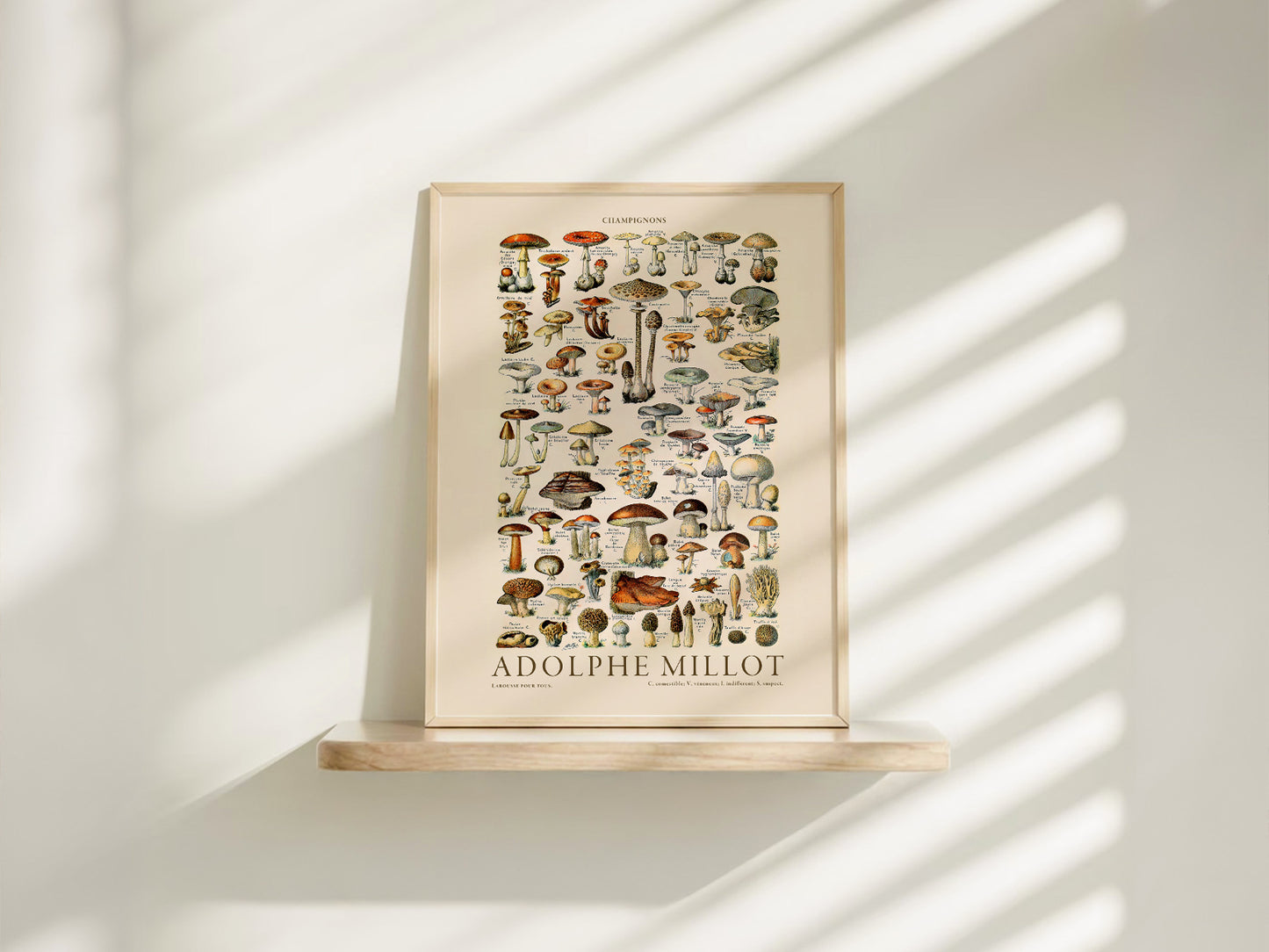 Adolphe Millot Poster, Vintage Mushrooms Champignons Print
