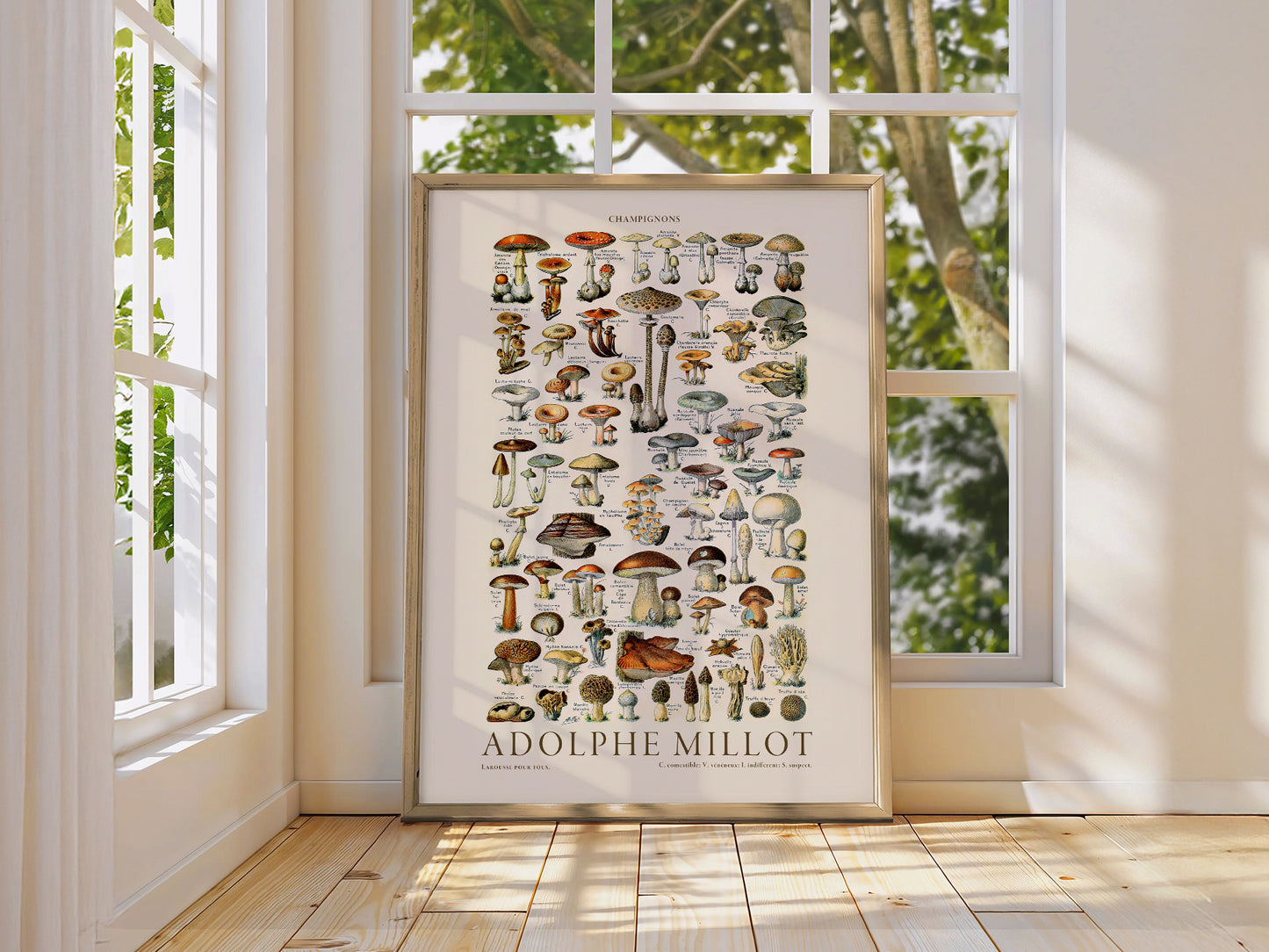 Adolphe Millot Poster, Vintage Mushrooms Champignons Print