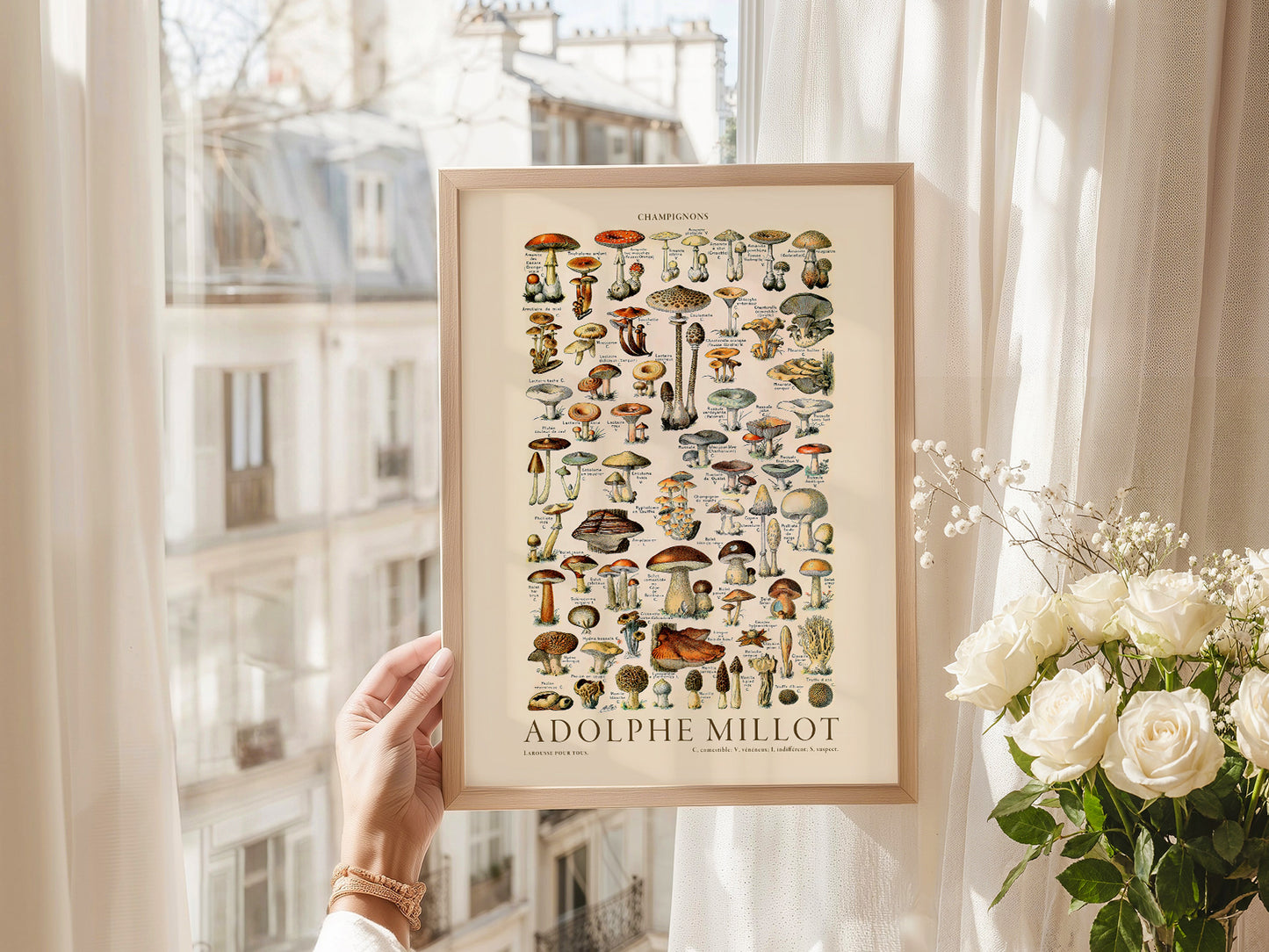 Adolphe Millot Poster, Vintage Mushrooms Champignons Print