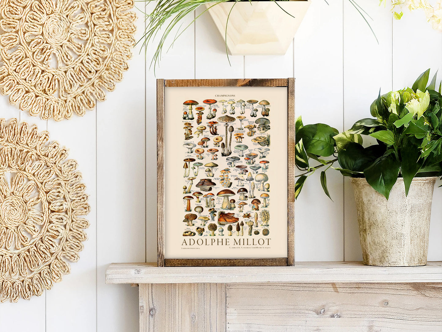 Adolphe Millot Poster, Vintage Mushrooms Champignons Print