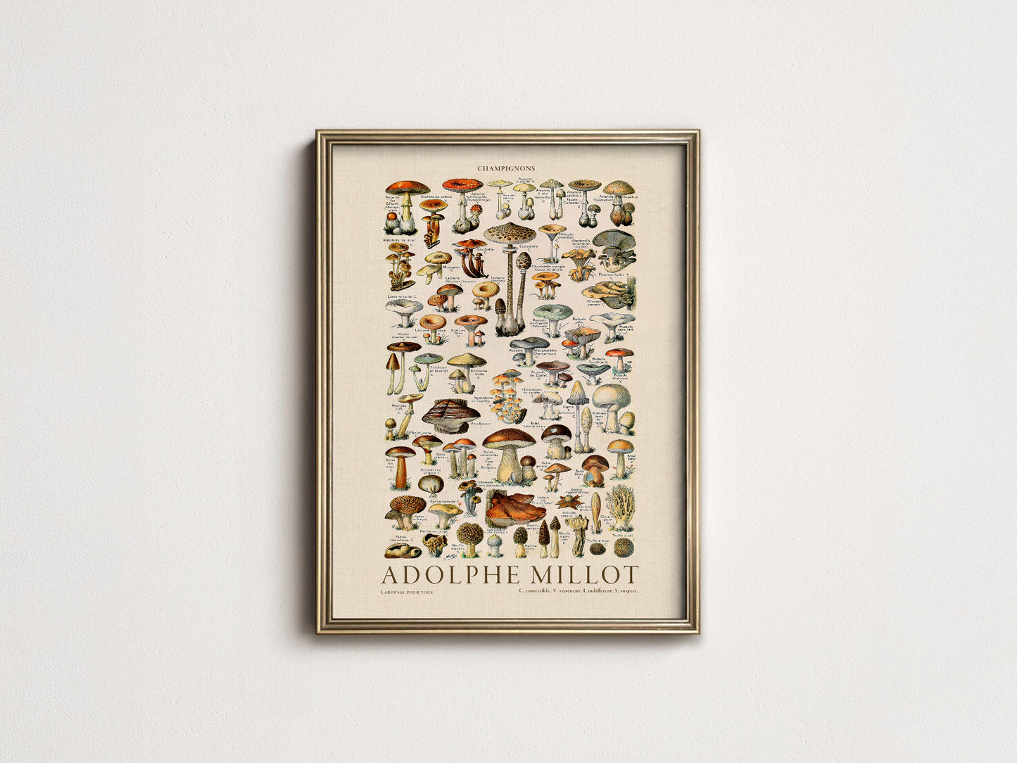 Adolphe Millot Poster, Vintage Mushrooms Champignons Print
