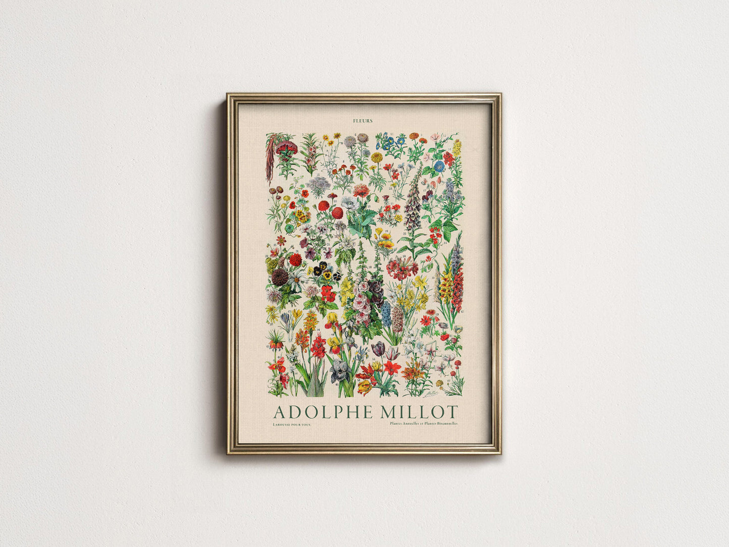Adolphe Millot Poster, Vintage Floral Illustration Prints